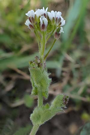 Draba muralis \ Mauer-Felsenbl�mchen / Wall Whitlowgrass, D Hirschberg 15.4.2021