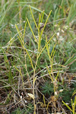 Arabis auriculata \ Ge&ouml;hrte G�nsekresse / Annual Rock-Cress, D Gr&uuml;nstadt-Asselheim 1.5.2021