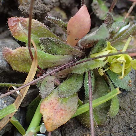 Draba majuscula \ Behaartes Hungerbl�mchen / Hairy Whitlowgrass, D J&uuml;lich 17.4.2023