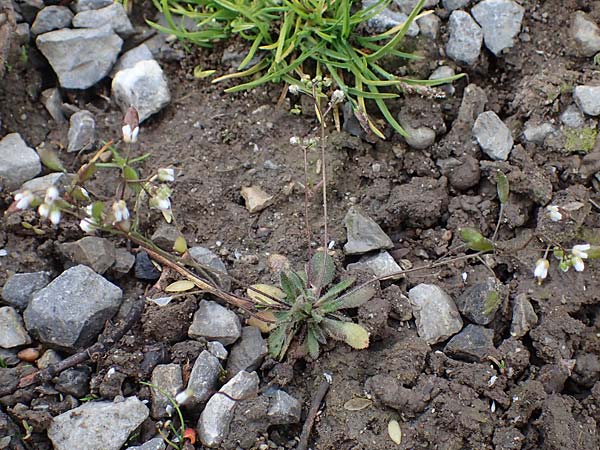 Draba majuscula \ Behaartes Hungerbl�mchen / Hairy Whitlowgrass, D J&uuml;lich 17.4.2023