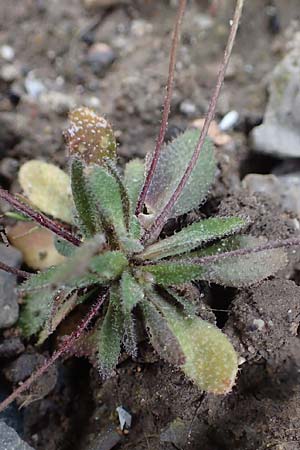 Draba majuscula \ Behaartes Hungerbl�mchen / Hairy Whitlowgrass, D J&uuml;lich 17.4.2023