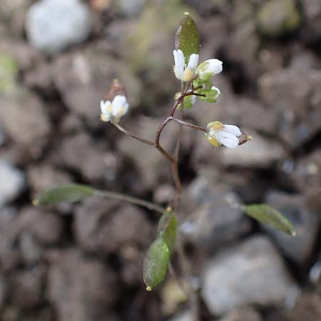 Draba majuscula \ Behaartes Hungerbl�mchen / Hairy Whitlowgrass, D J&uuml;lich 17.4.2023