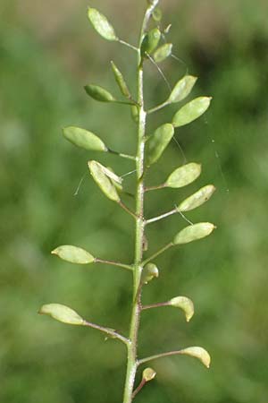 Draba muralis \ Mauer-Felsenbl�mchen / Wall Whitlowgrass, D Billigheim-Waldm&uuml;hlbach 11.5.2024
