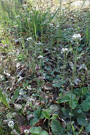 Draba muralis \ Mauer-Felsenbl�mchen / Wall Whitlowgrass, D Mannheim 4.4.2025