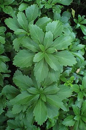 Pachysandra terminalis \ Japanischer Ysander, Dickm&auml;nnchen / Carpet Box, D Sprockh&ouml;vel 22.6.2025