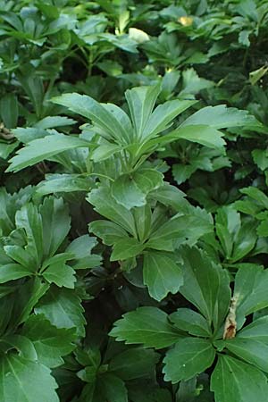Pachysandra terminalis \ Japanischer Ysander, Dickm&auml;nnchen / Carpet Box, D Sprockh&ouml;vel 22.6.2025