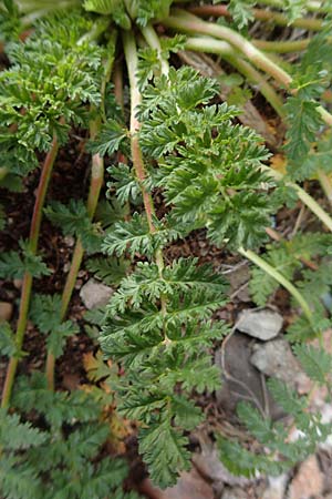 Erodium cicutarium \ Gew�hnlicher Reiherschnabel / Common Crane's-Bill, Philary, D Mannheim 25.9.2015