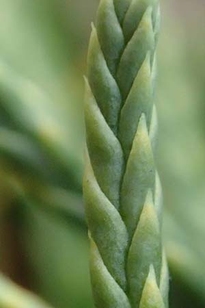 Diphasiastrum oellgaardii \ Oellgaards Flach-B�rlapp / Oellgaard's Clubmoss, D Odenwald, Beerfelden 18.2.2017