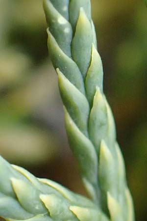 Diphasiastrum oellgaardii \ Oellgaards Flach-B�rlapp / Oellgaard's Clubmoss, D Odenwald, Beerfelden 18.2.2017