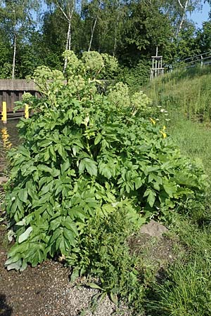 Angelica archangelica \ Arznei-Engelwurz, Echte Engelwurz / Garden Angelica, Holy Ghost, D Duisburg 23.5.2019
