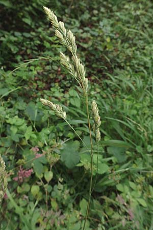 Dactylis glomerata \ Kn�uelgras / Cocksfoot Grass, Orchard Grass, D Gro&szlig;krotzenburg 18.7.2015