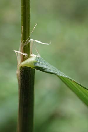 Dactylis glomerata \ Kn�uelgras / Cocksfoot Grass, Orchard Grass, D Gro&szlig;krotzenburg 18.7.2015