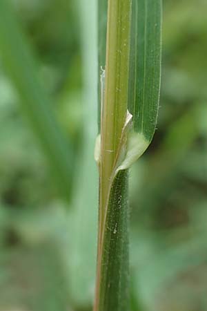 Dactylis glomerata \ Kn�uelgras / Cocksfoot Grass, Orchard Grass, D Gro&szlig;krotzenburg 18.7.2015