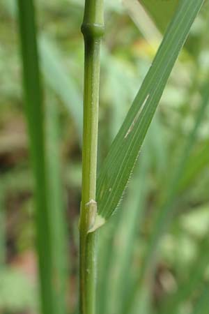 Dactylis glomerata \ Kn�uelgras / Cocksfoot Grass, Orchard Grass, D Gro&szlig;krotzenburg 18.7.2015