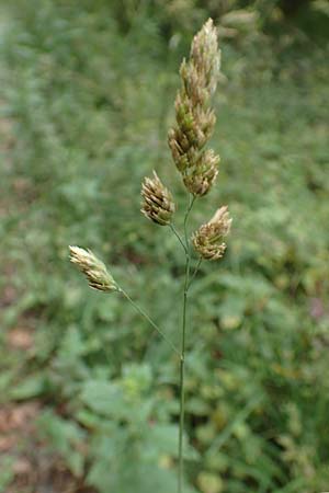 Dactylis glomerata \ Kn�uelgras / Cocksfoot Grass, Orchard Grass, D Gro&szlig;krotzenburg 18.7.2015