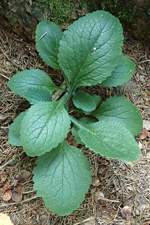 Digitalis purpurea \ Roter Fingerhut / Foxgloves, D Odenwald, Michelstadt 10.9.2016