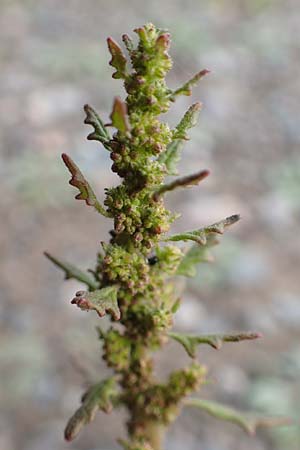 Dysphania pumilio \ Australischer Dr�seng�nsefu� / Clammy Goosefoot, D Hassloch 1.11.2016