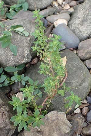 Dysphania pumilio \ Australischer Dr�seng�nsefu� / Clammy Goosefoot, D Wei&szlig;enthurm-Kaltenengers 27.9.2017