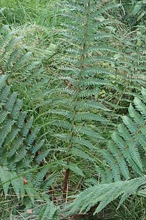 Dryopteris punctata \ Punktierter Wurmfarn / Dotted Buckler Fern, D Odenwald, Neunkirchen 29.9.2017