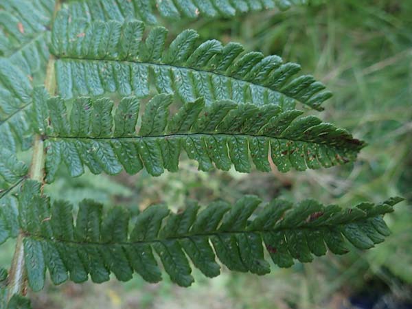 Dryopteris punctata \ Punktierter Wurmfarn / Dotted Buckler Fern, D Odenwald, Neunkirchen 29.9.2017