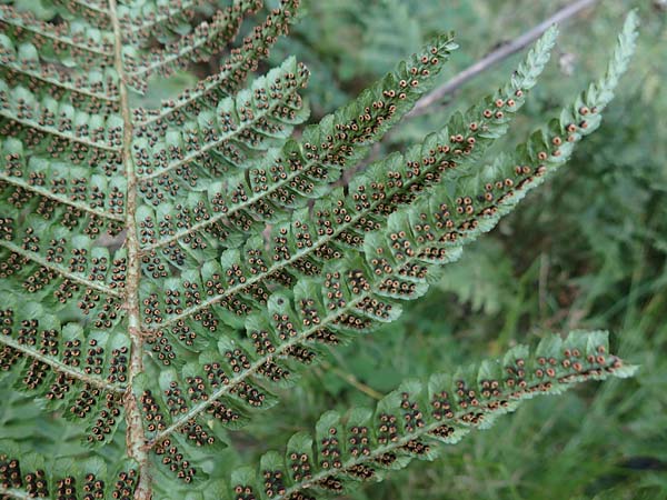 Dryopteris punctata \ Punktierter Wurmfarn / Dotted Buckler Fern, D Odenwald, Neunkirchen 29.9.2017