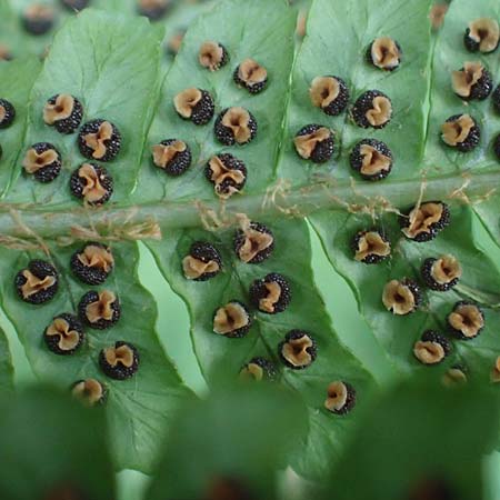 Dryopteris punctata \ Punktierter Wurmfarn / Dotted Buckler Fern, D Odenwald, Neunkirchen 29.9.2017