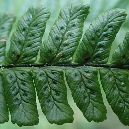 Dryopteris punctata \ Punktierter Wurmfarn / Dotted Buckler Fern, D Odenwald, Neunkirchen 29.9.2017