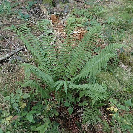 Dryopteris punctata \ Punktierter Wurmfarn / Dotted Buckler Fern, D Odenwald, Neunkirchen 29.9.2017