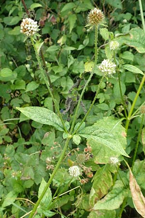 Dipsacus pilosus \ Behaarte Karde / Small Teasel, D Philippsburg 7.7.2018