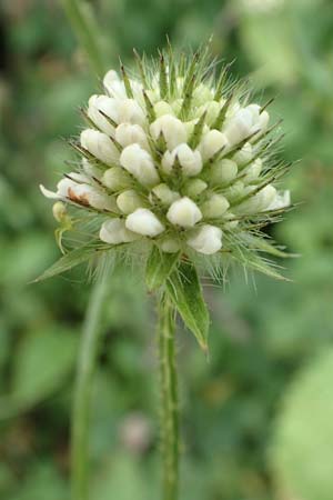 Dipsacus pilosus \ Behaarte Karde / Small Teasel, D Philippsburg 7.7.2018