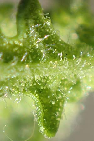 Dysphania pumilio \ Australischer Dr�seng�nsefu� / Clammy Goosefoot, D Mannheim 16.9.2018