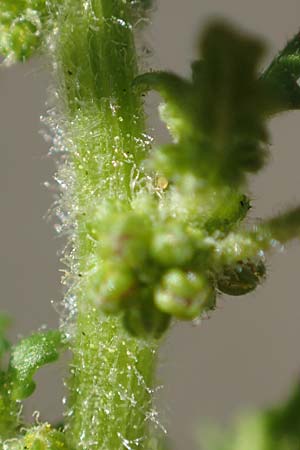 Dysphania pumilio \ Australischer Dr�seng�nsefu� / Clammy Goosefoot, D Mannheim 16.9.2018