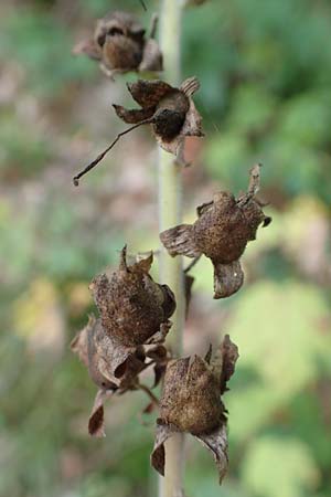 Digitalis purpurea \ Roter Fingerhut / Foxgloves, D Odenwald, Ursenbach 26.9.2018
