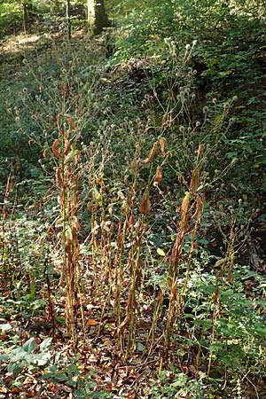 Dipsacus pilosus \ Behaarte Karde / Small Teasel, D Zaberfeld-Leonbronn 4.10.2018