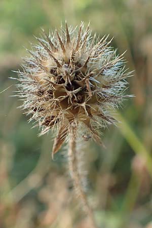 Dipsacus pilosus \ Behaarte Karde / Small Teasel, D Zaberfeld-Leonbronn 4.10.2018