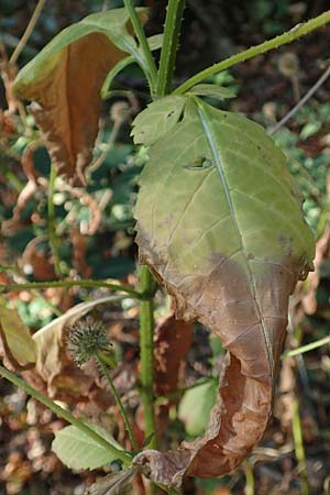 Dipsacus pilosus \ Behaarte Karde / Small Teasel, D Zaberfeld-Leonbronn 4.10.2018