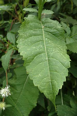 Dipsacus pilosus \ Behaarte Karde / Small Teasel, D Pfinztal-Berghausen 20.8.2019