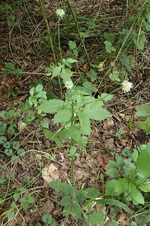 Dipsacus pilosus \ Behaarte Karde / Small Teasel, D Pfinztal-Berghausen 20.8.2019