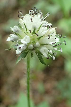 Dipsacus pilosus \ Behaarte Karde / Small Teasel, D Pfinztal-Berghausen 20.8.2019