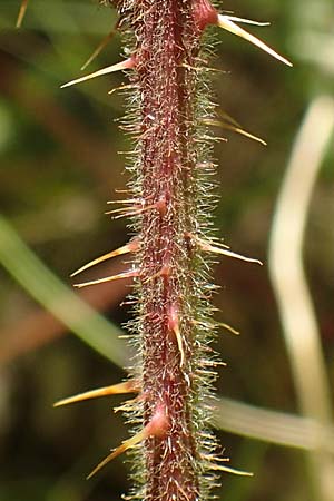 Rubus pallidus \ Bleiche Brombeere / Pale Bramble, D Schenklengsfeld-Erdmannrode 29.7.2020