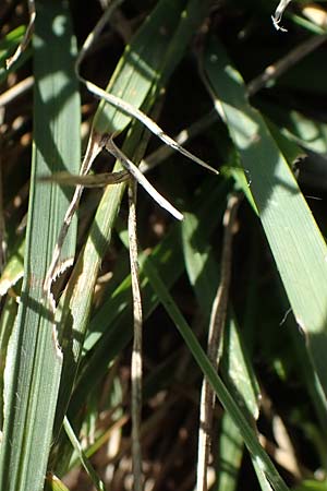 Danthonia decumbens \ T�uschender Dreizahn / Common Heath Grass, D Brensbach 10.10.2020
