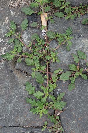 Dysphania pumilio \ Australischer Dr�seng�nsefu� / Clammy Goosefoot, D Mannheim 15.5.2021