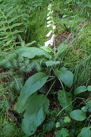 Digitalis purpurea \ Roter Fingerhut / Foxgloves, D Kaiserslautern 7.7.2021