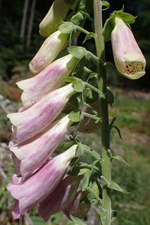 Digitalis purpurea \ Roter Fingerhut / Foxgloves, D Kaiserslautern 7.7.2021