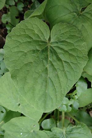 Doronicum pardalianches \ Kriechende G�mswurz / Great False Leopard's-Bane, D Michelstadt-Steinbach 8.4.2023