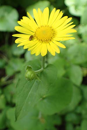 Doronicum pardalianches \ Kriechende G�mswurz / Great False Leopard's-Bane, D Michelstadt-Steinbach 24.5.2023
