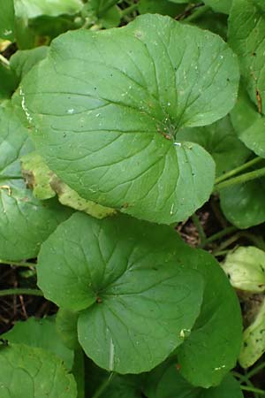 Doronicum pardalianches \ Kriechende G�mswurz / Great False Leopard's-Bane, D Michelstadt-Steinbach 24.5.2023