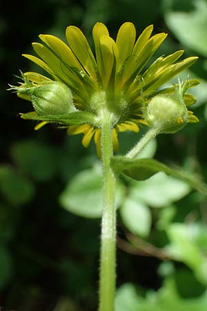 Doronicum pardalianches \ Kriechende G�mswurz / Great False Leopard's-Bane, D Michelstadt-Steinbach 24.5.2023