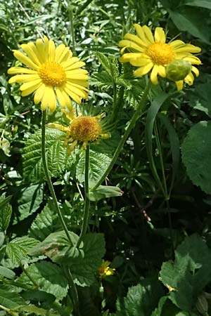 Doronicum pardalianches \ Kriechende G�mswurz / Great False Leopard's-Bane, D Eiersheim 31.5.2025