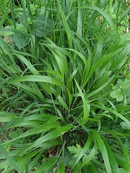 Dactylis polygama \ Wald-Kn�uelgras / Slender Cocksfoot Grass, D Eiersheim 31.5.2025